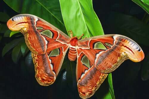 An orange moth.