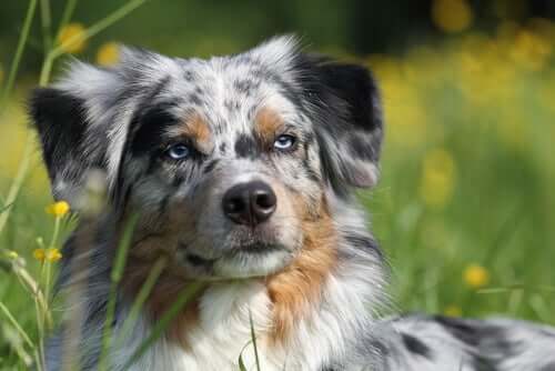 An Australian shepherd with hemophilia.