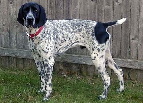 All About the Auvergne Pointer Dog Breed