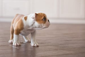 A bulldog puppy.