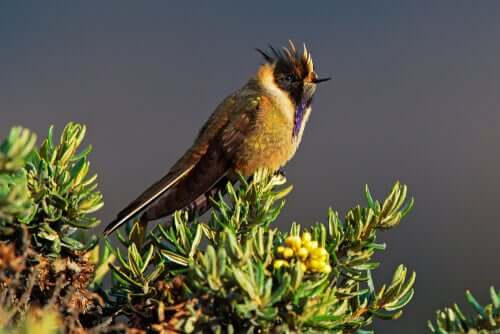 The Blue-bearded helmetcrest of Columbia