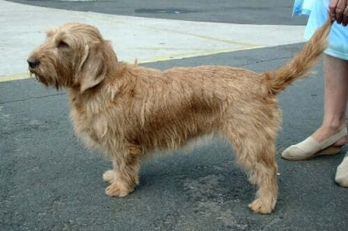 The Basset Fauve de Bretagne: A Champion Scenthound