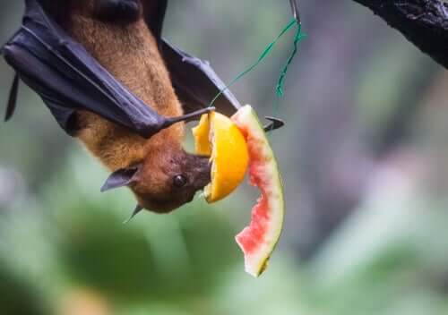 A bat eating fruit.