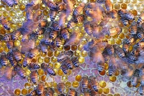 The Amazing and Complex Social Structure of Bees