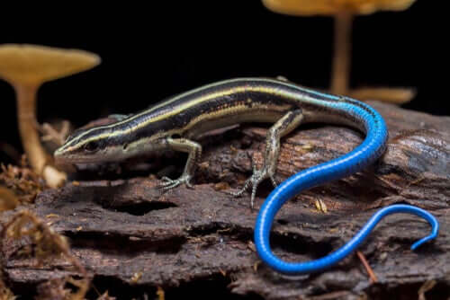 A close-up of a blue-tailed lizard.