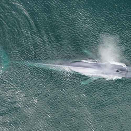 A blue whale coming out to breathe.