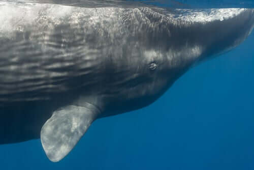 A close-up of a blue whale swimming.