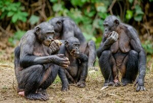 Meet The Bonobo: Behavior and Characteristics