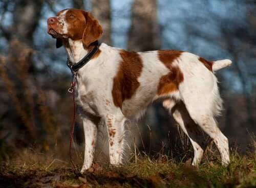 The Brittany Spaniel: Μια γλυκιά και ευέλικτη ράτσα