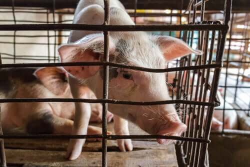 A pair of piglets in a cage.