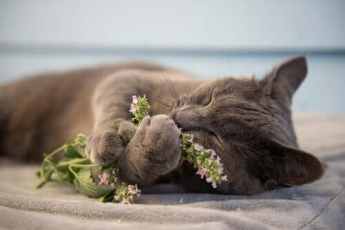 A cat playing with catnip.
