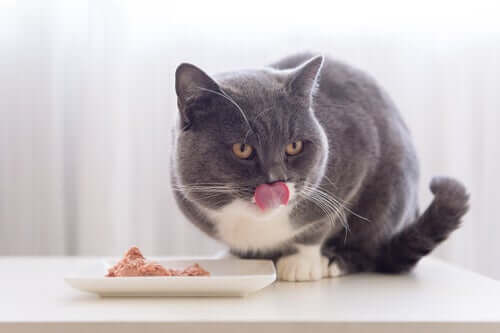 A happy cat savoring his meal.