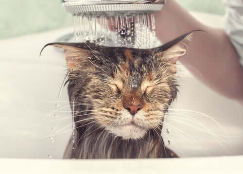 A cat in the shower.