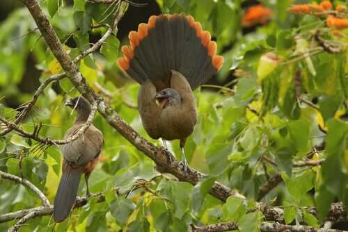 Rufous-vented chachalacas mate for life.