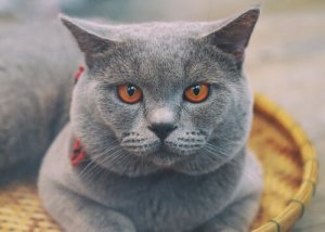 Discover the Rare Chartreux Cat