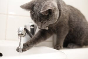 A cat drinking from a sink.