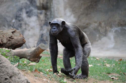 A shot of a walking chimpanzee.