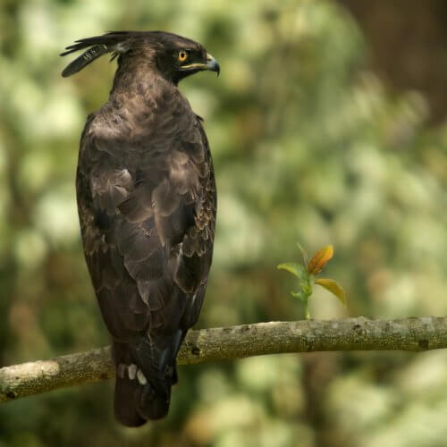 A crested eagle resting on a tree branch.