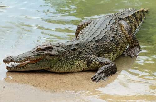 A crocodile at the water's edge.