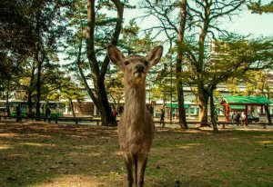 Discover What an Animal Sanctuary Is and How to Help