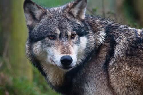 Genetic Divergence Between Dogs and Wolves