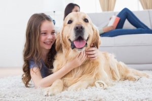 A girl hugging a Golden Retriever.