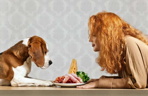 What Essential Nutrients Does a Dog Need?