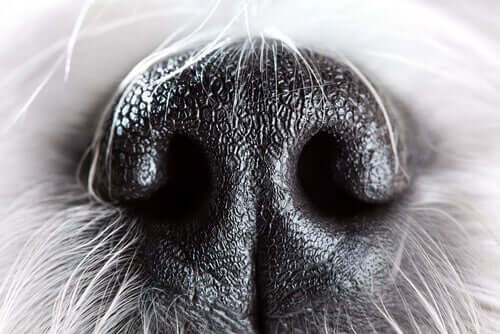 The sense of smell in dogs.