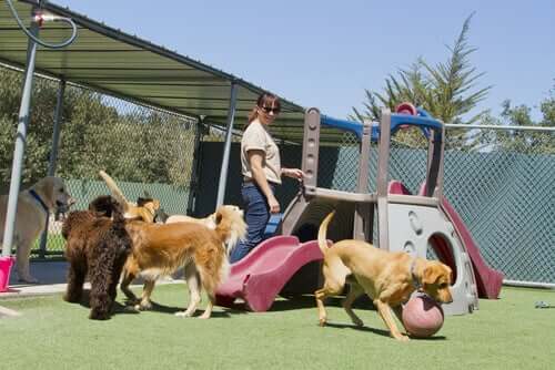 A dog pack playing in the playground.