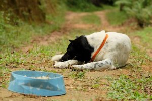 Which Animals Can Suffer from Anorexia?