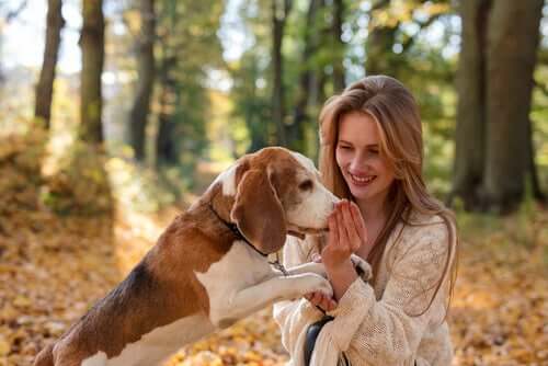 A dog sniffing a woman's hand.