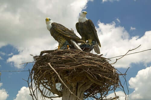 A pair of eagles on their nest.