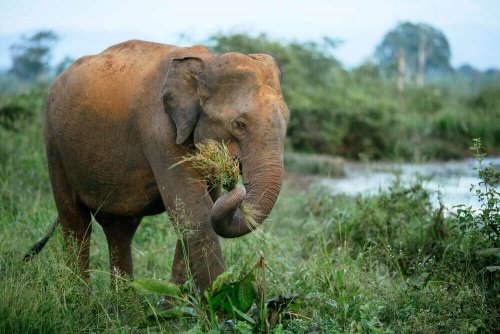 A elephant eating grass.