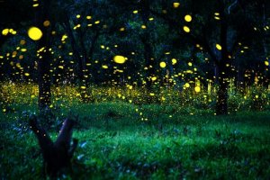 Lightning Bugs: Characteristics, Diet, and Habitat