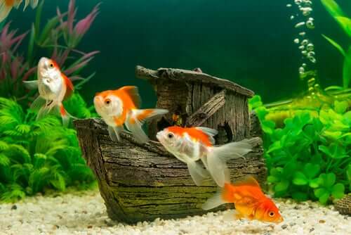 Golden fish inside their fish tank.