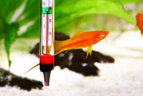 Saltwater or Freshwater for Your Fish Tank?