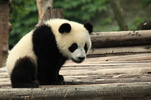 The Giant Panda: A Symbol of Culture and Tradition