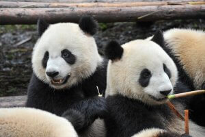 A group of pandas.
