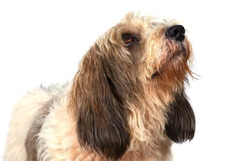 Grand Basset Griffon Vendéen dog.