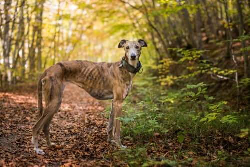 Meet the Greyhound: A True Racing Dog