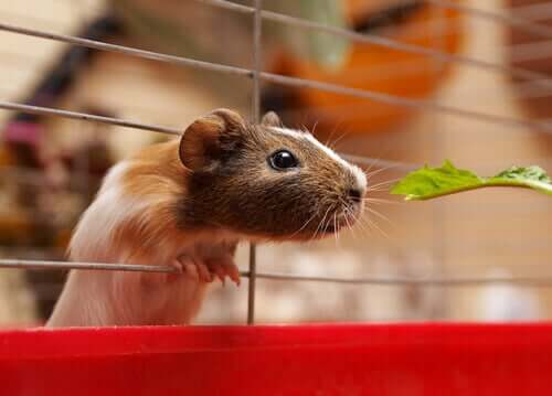 A guinea pig reaching for food.