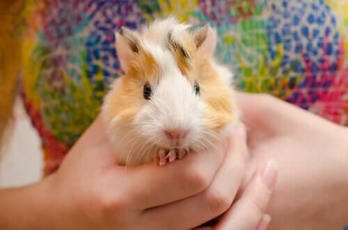 A guinea pig.