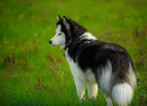 how common is hemophilia in dogs