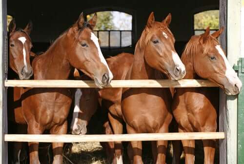 Tips and Considerations Regarding the Breeding of Horses