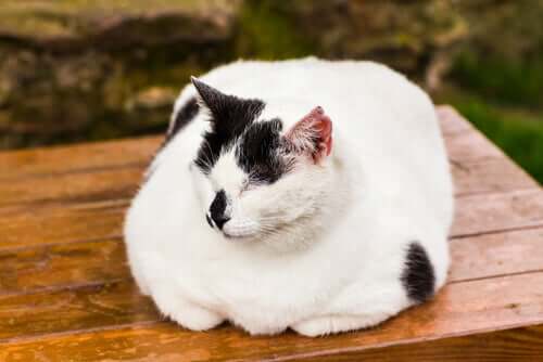 How to Treat Obesity in Cats