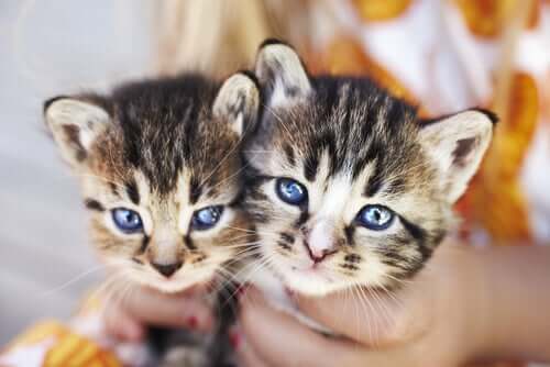 Kittens with blue eyes.