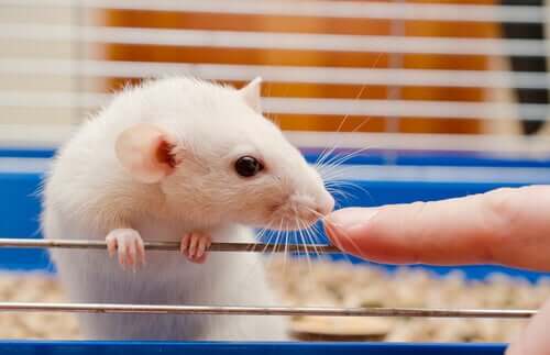 Updates Around Laboratory Rat Care