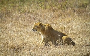 How Do Large Felines Hunt in the Wild?