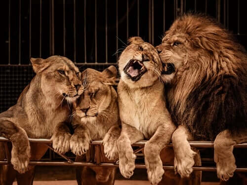 A lion and his harem.