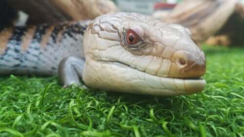 A close-up of a blue-tongued lizard .